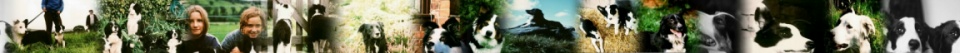 Border Collie Rescue website banner